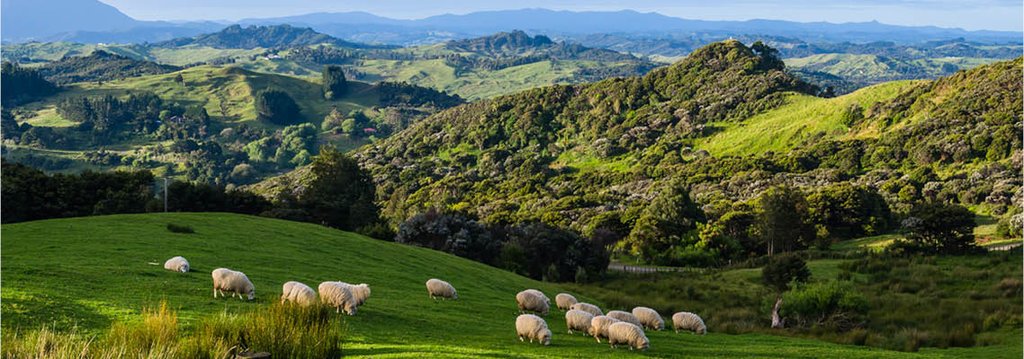 New Zealand Wine Dan Murphys - 