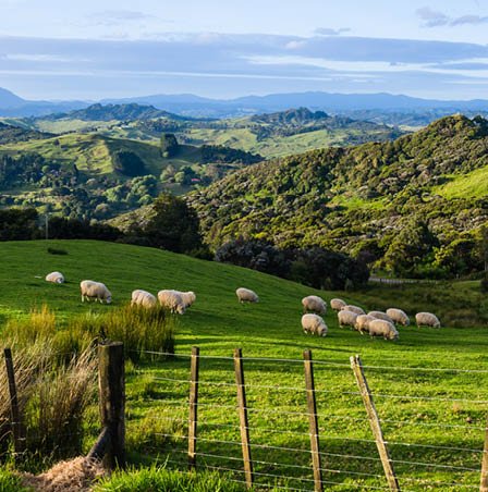 Buy New Zealand Pinot Noir online at Dan Murphy's