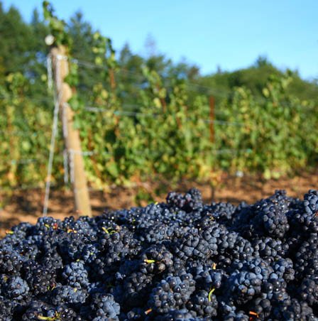 Buy Pinot Noir online at Dan Murphy's